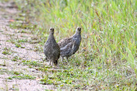 DSC_6546_edited