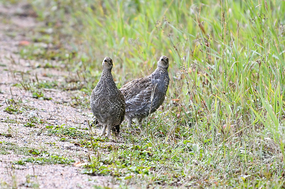 DSC_6546_edited