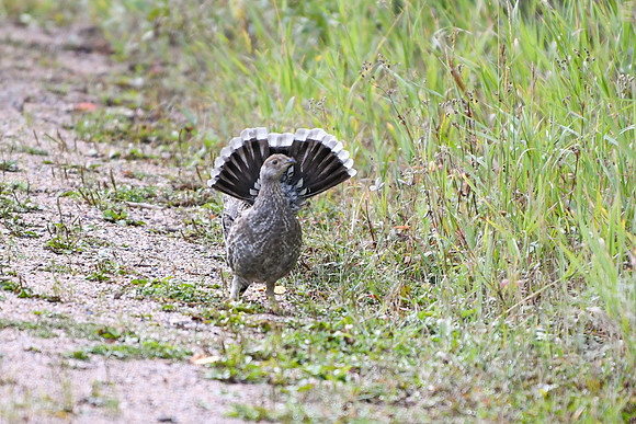 DSC_6548_edited