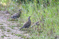 DSC_6563_edited
