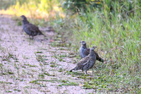 DSC_6558_edited