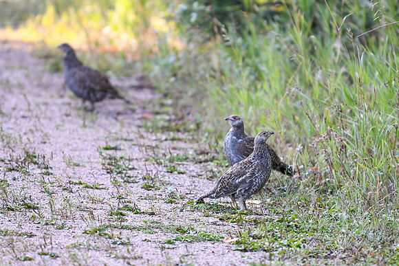 DSC_6558_edited