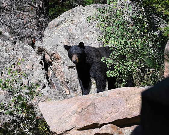 Resized_DSC_2616_edited~2 (Garrett & Natalie - Black Bear 9/1/25)