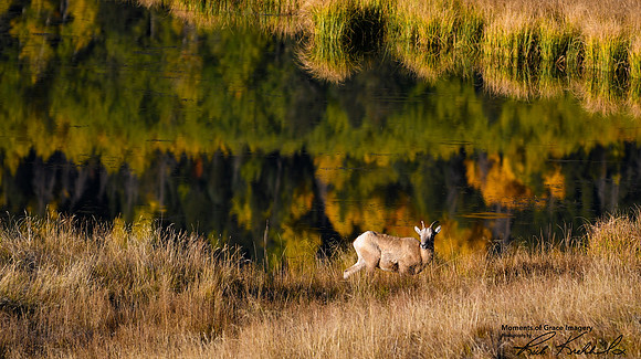 DSC_5671_edited-16x9_Watermarked_edited - Reflections at Sheep Lakes - RMNP
