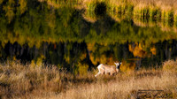 DSC_5671_edited-16x9_Watermarked_edited - Reflections at Sheep Lakes - RMNP
