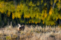DSC_5637_edited_edited