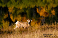 2022-10-08 - Reflections at Sheep Lakes - RMNP