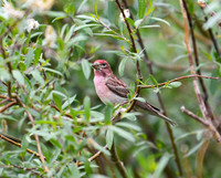 DSC_4428_edited - Cassin's Finch