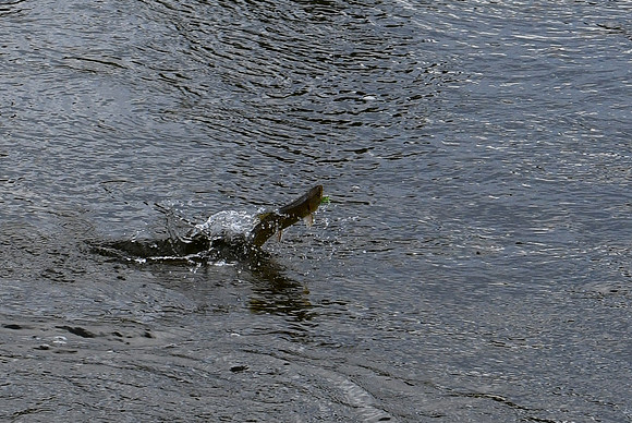 DSC_2858_edited-1