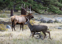 2025-09-27 - RMNP