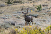 DSC_8550_edited