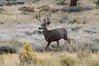 DSC_8552_edited