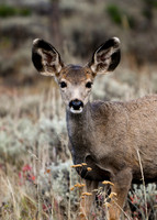 DSC_8941_edited