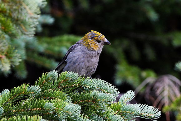 DSC_5804_edited - Pine Grosbeak (Female)