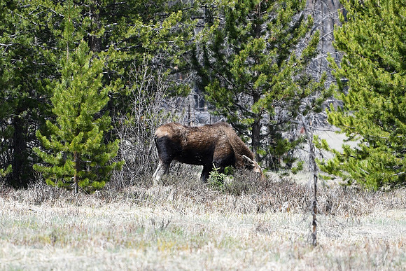 DSC_6579_edited - Cow moose - wait for it...
