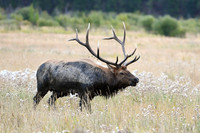 DSC_9831_edited