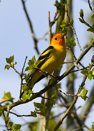 DSC_7215_edited - Western Tanager (Male)