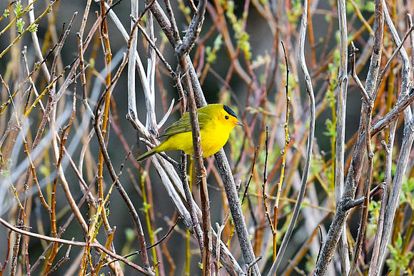 DSC_7722_edited - Wilson's Warbler (Male)