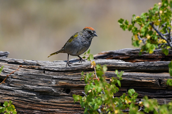 DSC_5664_edited - Green-Tailed Towee