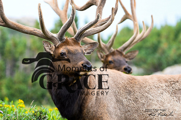 DSC_5117_edited-1_Watermarked