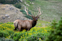 DSC_5187_edited_Watermarked