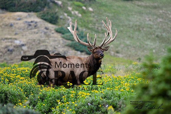 DSC_5187_edited_Watermarked