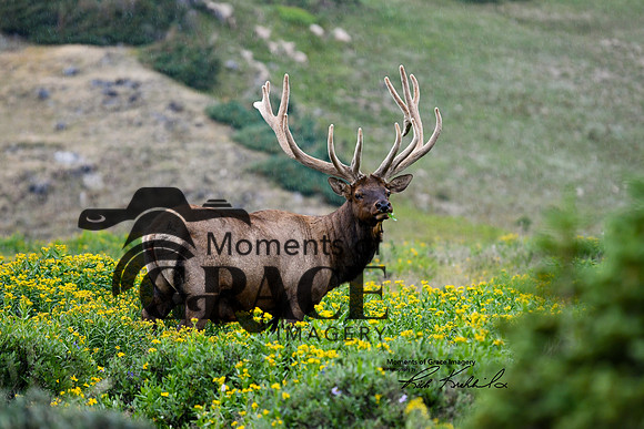 DSC_5187_edited_Watermarked (3) for 10x8