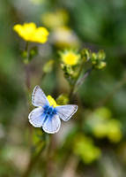 Flowers & insects