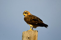 DSC_5869_edited - Swainsen's Hawk