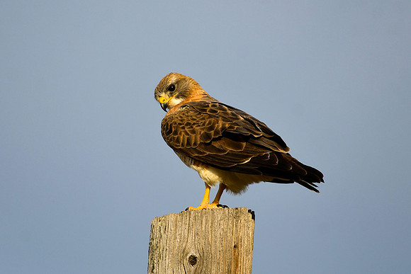 DSC_5869_edited - Swainsen's Hawk