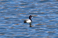 DSC_0095_edited - Scoup