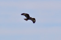 DSC_0051_edited-RK - Dark Morph Ferruginous Hawk
