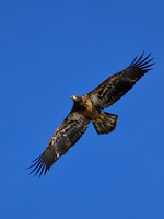DSC_116_edited