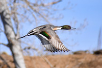 DSC_0145_edited - Pintail in flight