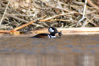 DSC_0464_edited