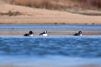 DSC_0245_edited