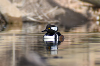 2026-02-01 - Max waterfowl adventures around the area