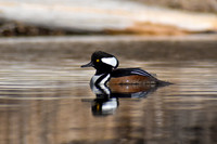 DSC_0415_edited