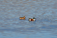 DSC_0080_edited - Northern Shoveler - Drake & hen