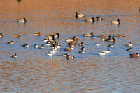 DSC_0086_edited