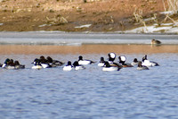 DSC_0384_edited