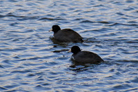 DSC_0010_edited - Coots