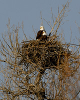 2026 Bald Eagle Nest Activity