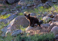 2017-07-03 - Bear Cub_edited