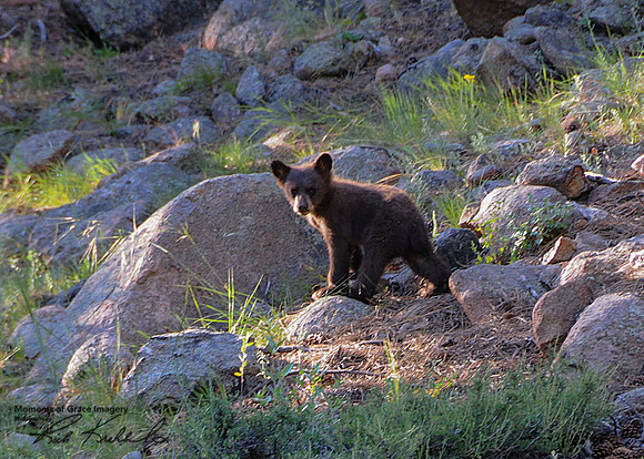 2017-07-03 - Bear Cub_edited