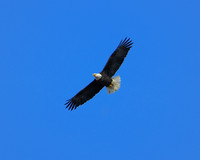 DSC_1645_edited-8x10