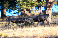 DSC_7110_edited