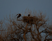 DSC_6032_edited - 2026-03-02