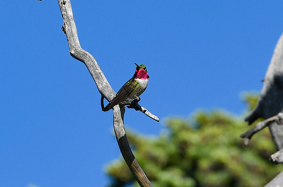 DSC_7883_edited - Broad-tailed hummingbird (male)