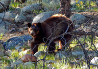 2017-07-03 -Mama Bear_edited